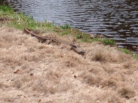 play_coll_golf's tweet image. Only one of the hazards today CofC Women's Golf event! Not something we see in Canada during the @maplejt events!
