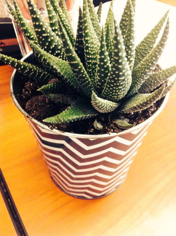mara1082's tweet photo. Case of the Mondays: Way too excited for my office plant. #notfbworthy http://t.co/cYz66BI1IT