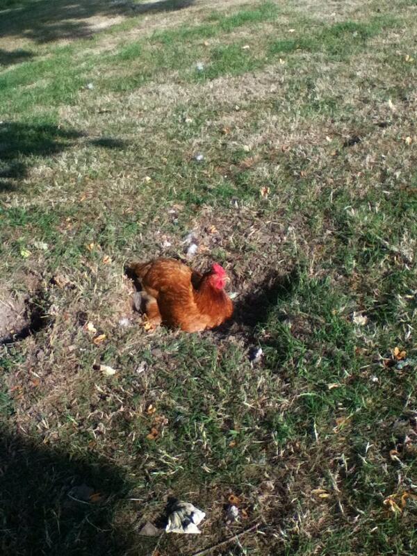 DrakeBell_A's tweet photo. At the farm ;) http://t.co/PX3eYcdQAU