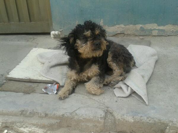 Karol_X2 tweet picture