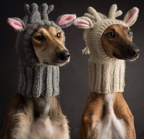 TroiaRun's tweet photo. dogs that look pretty cool really http://t.co/Ta3jFdOUBQ http://t.co/lHQETt5KHQ ☼