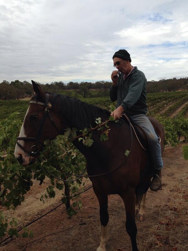 AdamCarnaby's tweet photo. @Melanie_Chester vineyard sampling Ye Olde fashioned way #greatwestern http://t.co/28mZRKdHon