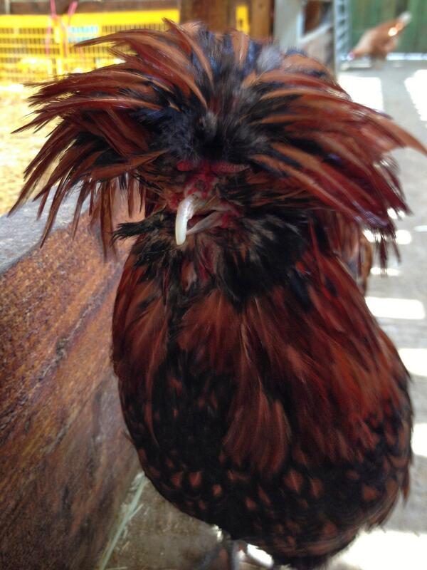 neilcam's tweet photo. This funky chicken was strutting his stuff and owning Stepney Green city farm http://t.co/zyQ1m1ixt3