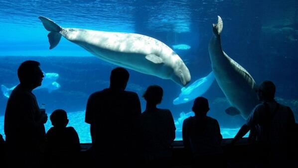 Ontario mom gets school to cancel Marineland cbc.ca/news/canada/ha…