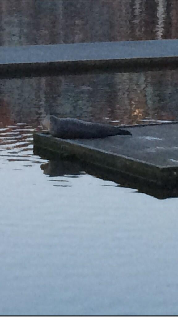 HoopeTen's tweet photo. Zeehond voor me deur , hoe gaaf is dat , in de zaan op de vlonder van zzv Zaanse zeil vereniging. http://t.co/v8oaGMUSSG