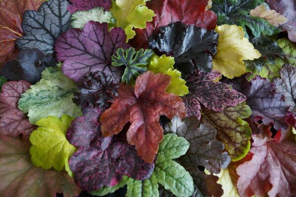 plantagogo's tweet image. Fabulous colour from Heuchera,Heucherella and Tiarella great for all seasons :) #hookedonheucheras