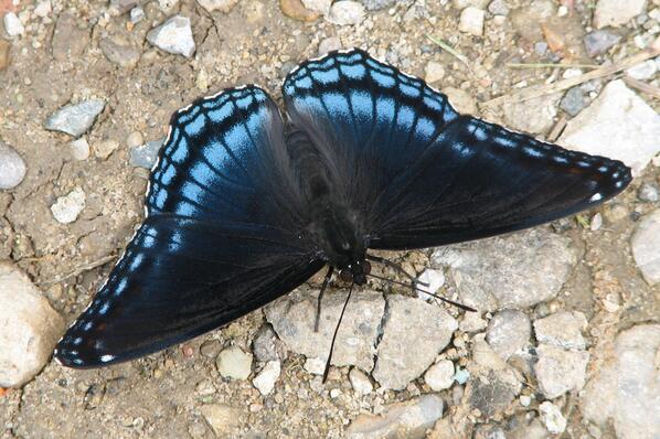 BobTarte's tweet photo. Red-spotted Purple butterfly with its wings open. @SongstressAmy http://t.co/bvhobYt3J9