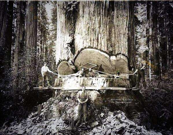 soulwoods's tweet photo. incredible photo/tree but can't help wondering, what do they do with it once it's felled? #thankgodformachines http://t.co/ledgETsGfq
