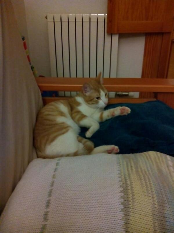 elhocicoorg's tweet photo. Poncito se ha quedado sin adoptante, una casita para él?? que le quiera para siempre! http://t.co/2gP2Vr2qle