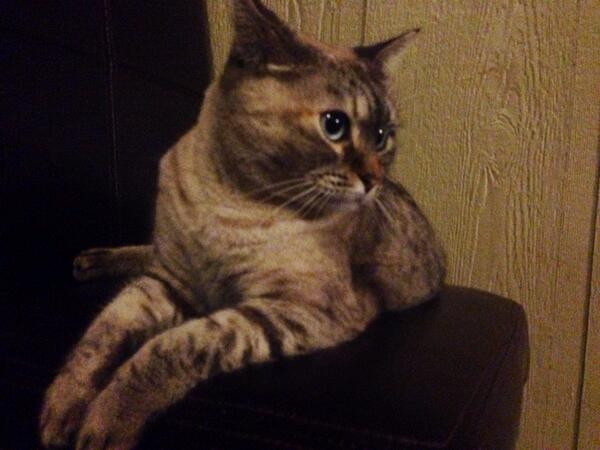 fuzzpaw's tweet image. My cat is prettier