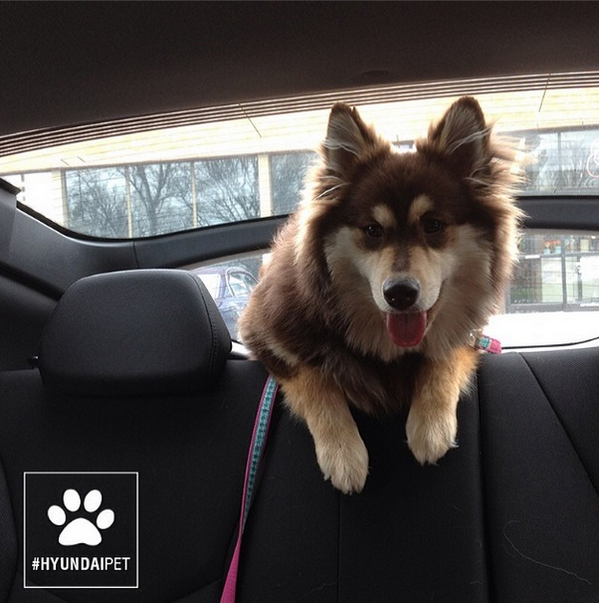 GlobalAutoMall's tweet photo. Can I ride shotgun? Hyundai owner Frederick L's dog Loki loves riding in his Elantra. http://t.co/ZKE01JTdT8