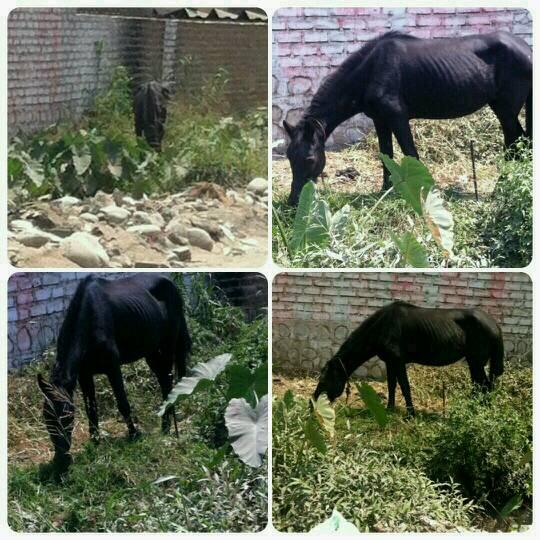 xkhaosp's tweet photo. @AlbergueMarlene AYUDA Caballo abandonado! CALLE JACARANDA, HUACHIPA, A la altura del terminal de micros de la jv RT! http://t.co/rRtXKxtFPB