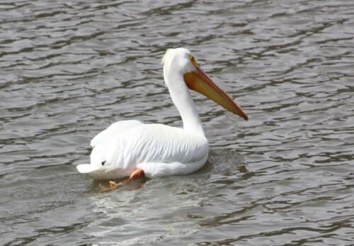 CaliforniaBlog's tweet image. Stanfield Marsh Boardwalk and Wildlife Preserve, Big Bear, CA bit.ly/1iWOm2K