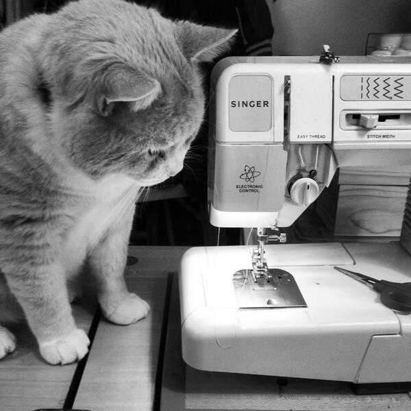 SCphotoprops's tweet image. My "not so helpful" assistant #sirmiller #catproblem