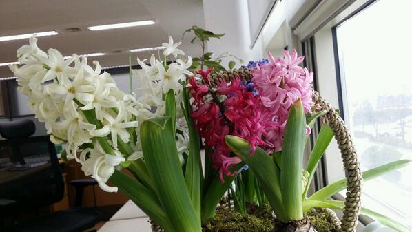 창가에 히야신스 꽃바구니를 놓아 두었더니 주변이 온통 달콤한 향기로 가득합니다. 튤립, 수선화와 함께 네덜란드의 3대 수출구근이라죠? 증식율이 낮고 개화구에 이르기까지 3년이나 걸려서 구근값이 비쌉니다.