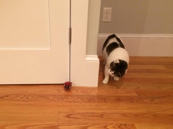 So many awesome toys from #sandboxsummit14 ! Zoey's favorite is the Hexbug robot crab