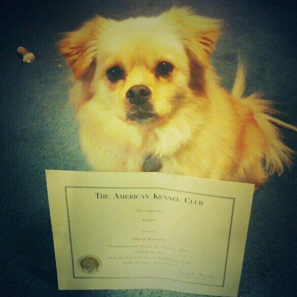 supergf2010's tweet photo. Buddy got his Canine Good Citizen certificate today! #proudmama #training http://t.co/erIiCQnL57