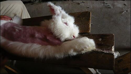 Stop Vivisection こんなにも泣き叫ぶウサギの悲鳴を聞いたことがありますか 許せない 署名にご協力を アンゴラうさぎの苦しみ Stopアンゴラ Http T Co Stpgqbbojo Http T Co Rrb4obm9u8