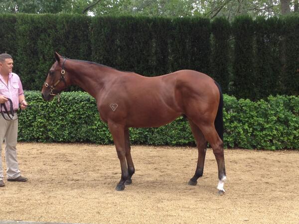 inglis_sales's tweet photo. We saw this outstanding colt earlier today @torryburnstud Lot 382 (@Fastnet_Rock x Crimson Reign) #InglisEaster http://t.co/LFIGe6Ksyv