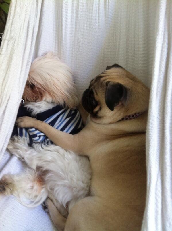 CarlosDuran's tweet photo. @AnimalPlanetPic un par de ternuras 😁 RT! http://t.co/fU8L1cJ3Mh