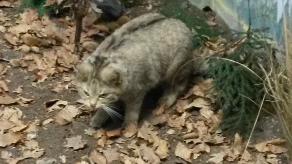 Senckenberg's tweet photo. #MuseumWeek: Was starrt die Wildkatze hier so intensiv in unserem Diorama an? Ratet mit und werdet #MuseumMastermind http://t.co/Om2c0R00Kl