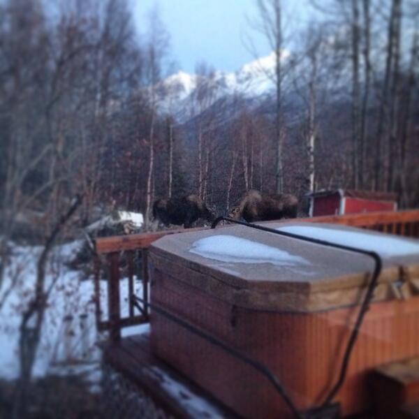 Monster_Puddin's tweet image. "One moose, two moose, red moose, blue moose"