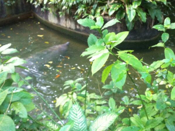 De zeekoe meldt zich. Niet te missen ook; enorm beest dat dagelijks 30 kilo andijvie verorbert.