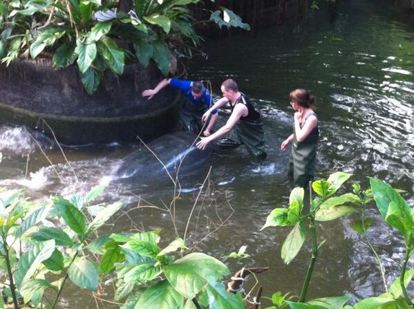 Zeekoe heeft er weinig zin in. Menskracht legt het af tegen de 'zwaartekracht'.