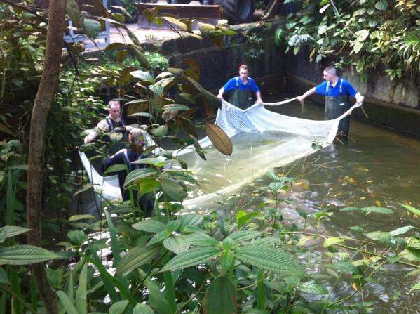 Kom maar koetje, kom maar in mijn netje.