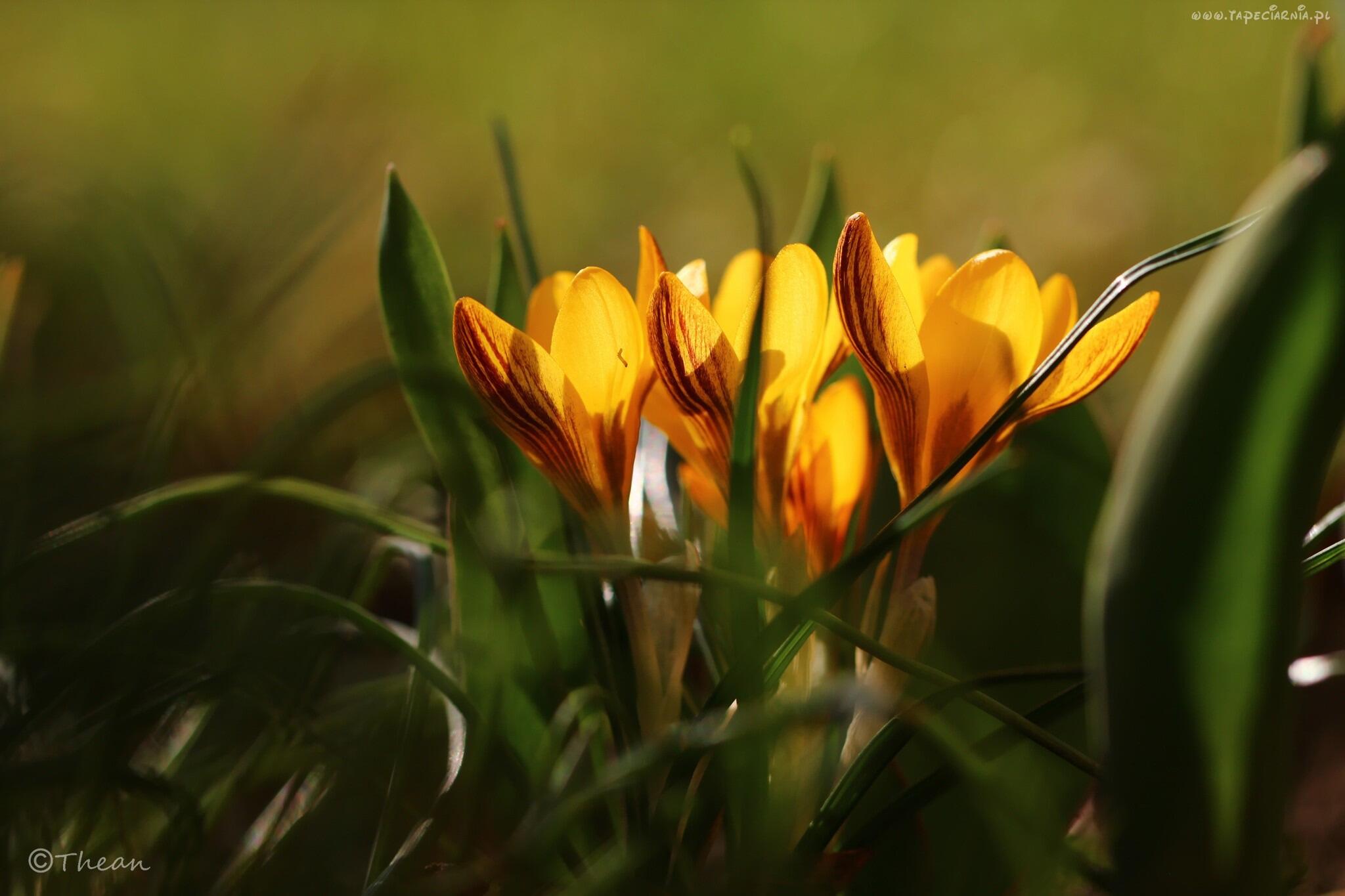 Tapeciarnia Pl On Twitter Zolte Krokusy Kwiaty Wiosna
