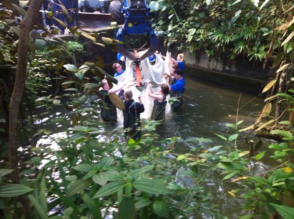 Vers gevangen Arnhemse zeekoe moet straks in Parijs voor nageslacht zorgen. Someone has to do the dirty job.