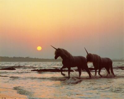 My favorite Royal Unicorns, Mushroom and Banana. When I ride Mushroom, Banana follows. #unicorns