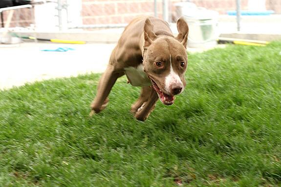 DogBlogsUK's tweet photo. Wonder why your dog engages in a so called ‘zoomies’? Pop on over to http://t.co/OEJ2QbPkxj and post us a picture! http://t.co/1olUCgp9hA
