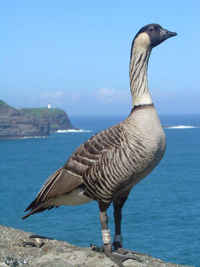 Caption:  USFWS Refuge System ‏@USFWSRefuges -   Nene hatchings on Jas Campbell #Refuge are 1st in Hawaii in centuries http://bit.ly/1jBxFrT  pic.twitter.com/PK2l9PVa3v