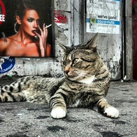 filmsbyAmy's tweet photo. Time to check in on #bodegacatbracket - @BrianLehrer has an amazing collection up! http://t.co/fyW4Ms5PLv @WNYC http://t.co/s9PuTzJTnx
