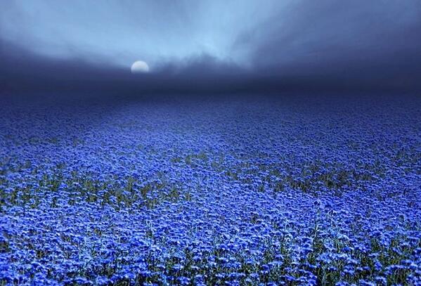 Gabriele_Corno's tweet photo. Spring by Veronika Pinke #blue #mystic http://t.co/FrA06FbQOT