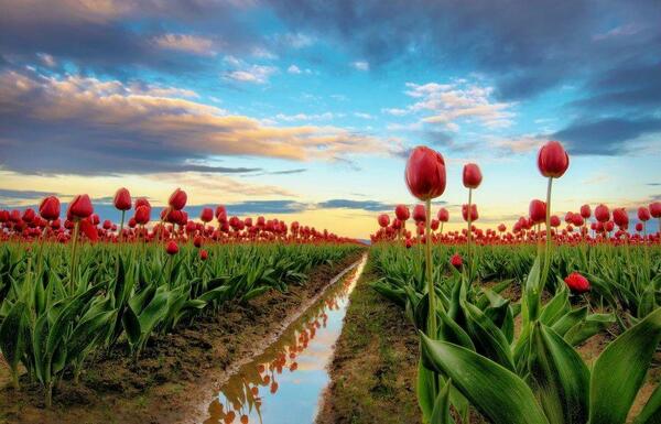 Gabriele_Corno's tweet photo. Tulips, The Netherlands #Spring http://t.co/KSmOSNw6IV