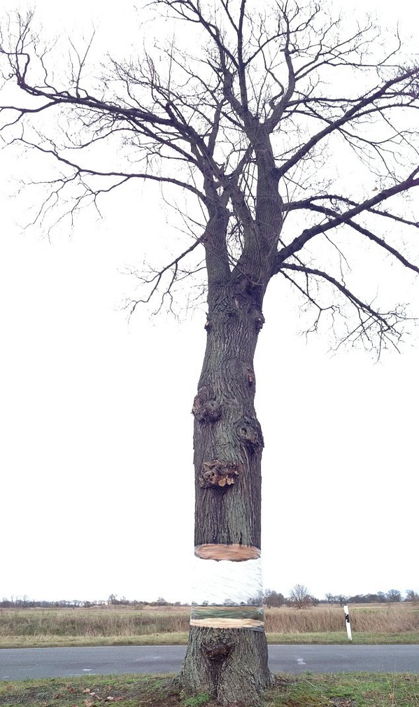 DailyMailPics's tweet photo. 1) Buy plastic and spray paint 2) Apply to tree 3) Create optical illusion http://t.co/B3A2UAy4G5 http://t.co/qK2SLogJew