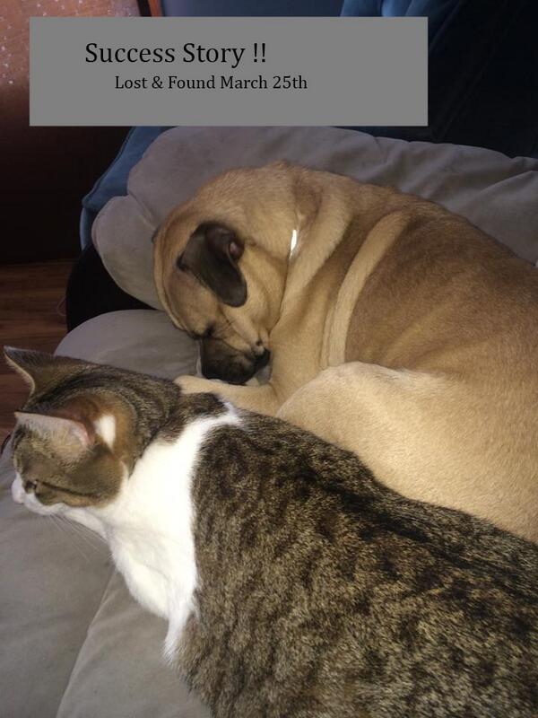 lostpetsofck tweet picture