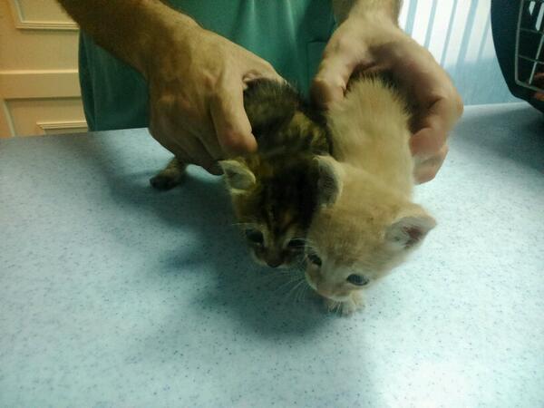 Alhamra Pet Care tweet media