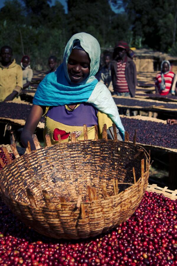 Berries in the Sun #RoastCo #coffee roastco.com/collections