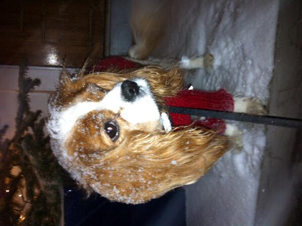 martinalewil's tweet photo. #nvdogs http://t.co/NF83hOsClz