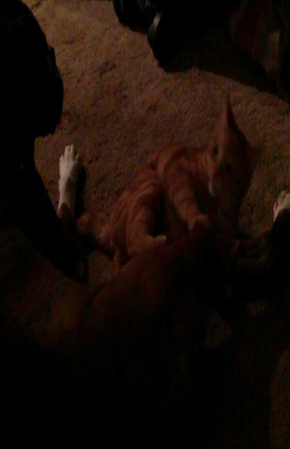 lostpetsofck tweet picture