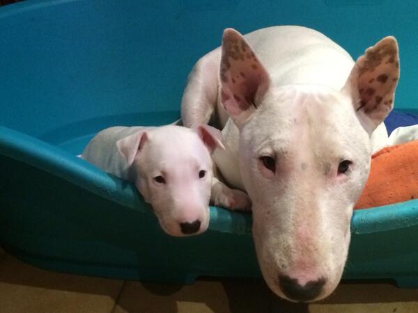 Imitando a su padre ;)