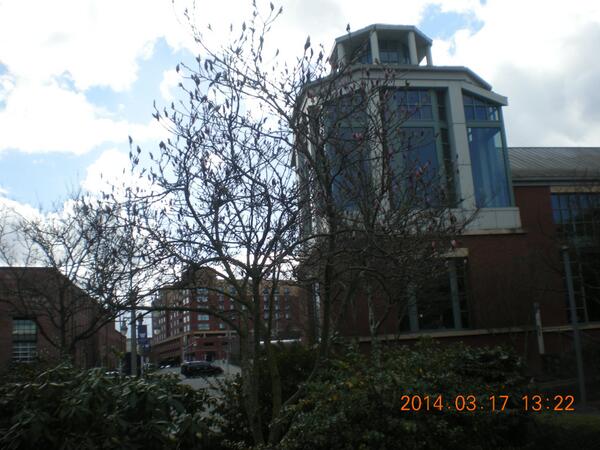 MihyePang's tweet photo. @UWTnews When plants bud in the spring 2014, I begin to get to know @UWTnews http://t.co/8OK4cZ8Z6l