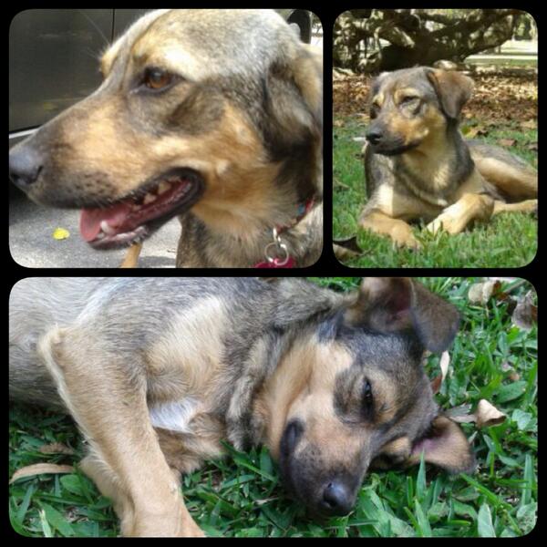 DebyPascual's tweet image. Carmina, aprox 2 años, esterilizada, busca hogar/RT @asoc_vpla @MASCOTASDECALLE @perritocallejer @sosanimalvzla