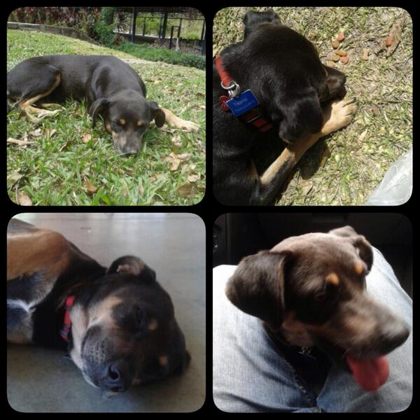 DebyPascual's tweet image. @HuellasCaracas @MASCOTASDECALLE @asoc_vpla @perritocallejer Nana, aprox 2 años, esterilizada, busca hogar/RT