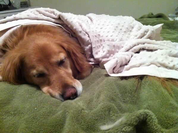 “@christinekasnak: <a href="/DogsinBlankets/">Dogs in Blankets</a> ”