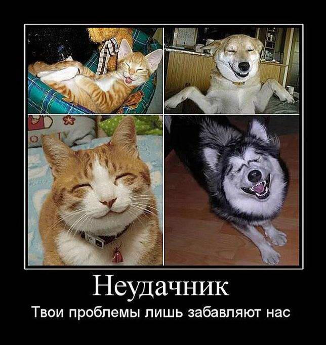 Открытки, приколы неудачников картинки