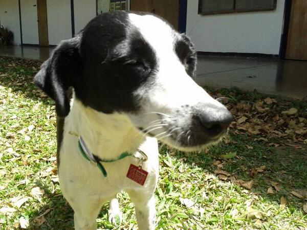 DebyPascual's tweet image. Oreo, aprox 3 años, esterilizada, busca hogar/RT @perritocallejer @MASCOTASDECALLE @asoc_vpla @HuellasCaracas
